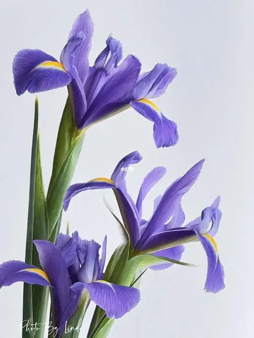 鲜花分享蓝紫色鸢尾花