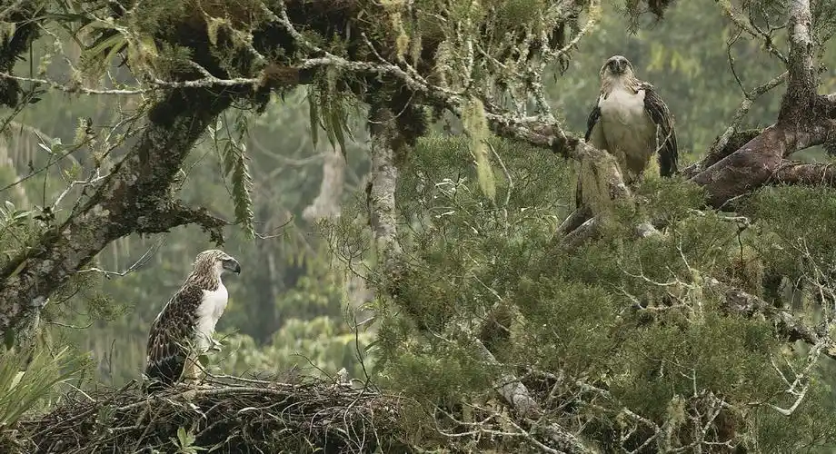 雕中之虎食猿雕位列食物链顶端为什么只剩下400对