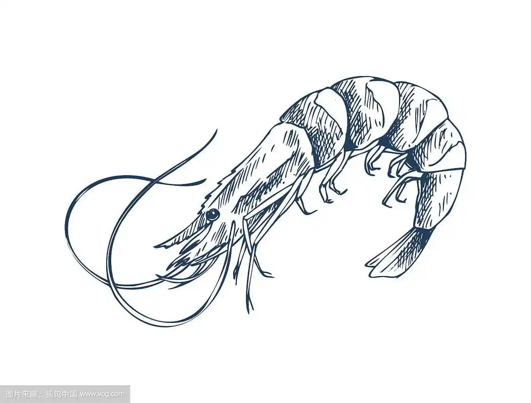 小水生生物虾单色描绘