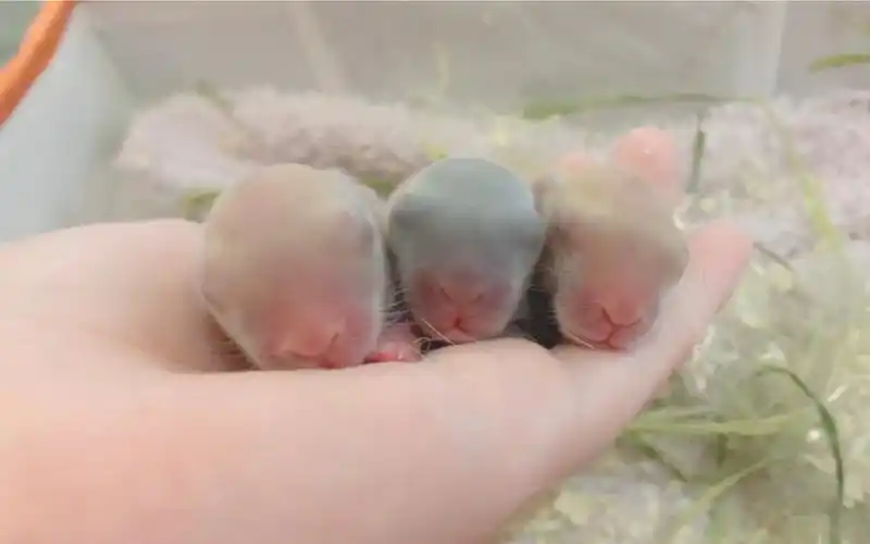 荷兰侏儒兔刚出生2天的侏儒兔宝宝直接拿是因为人工喂养的