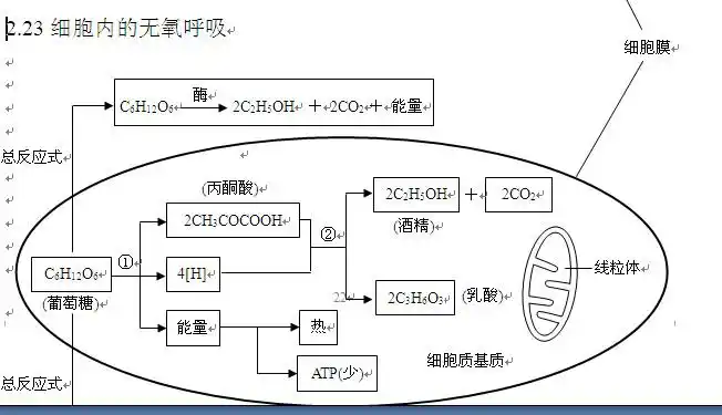2013高考生物知识点:细胞无氧呼吸