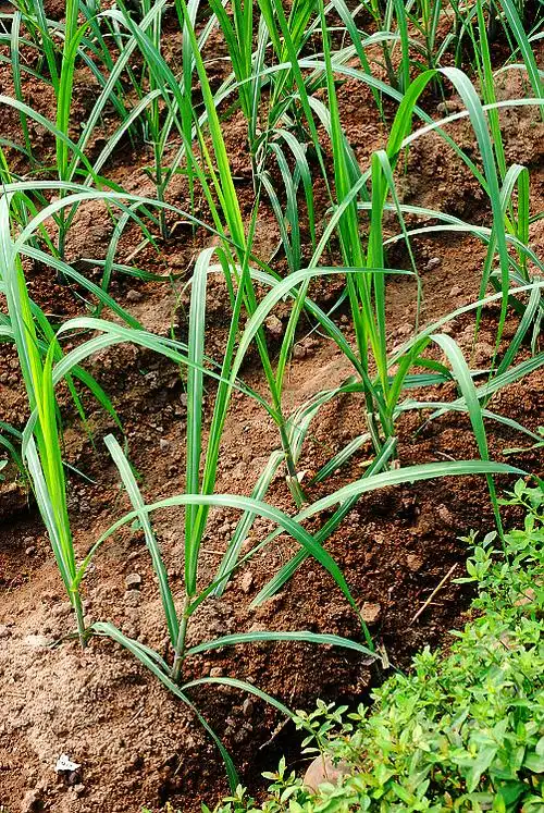 五凤生态沙漠瓜收割了_美食_poco摄影,采摘,yummy生活厨艺馆