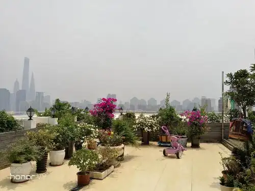 屋顶上百花争艳.自家小花园.