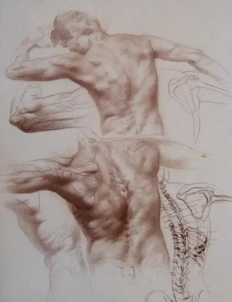 用素描来展现肌肉的力量