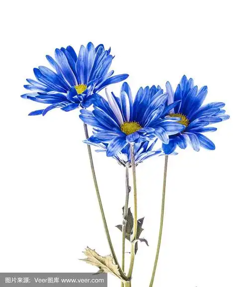 蓝色菊花配白色