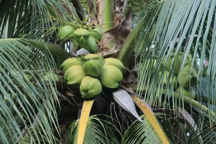 这就是我们平时最喜欢喝的椰子树,上面挂满了椰子,据说椰子是一年四季