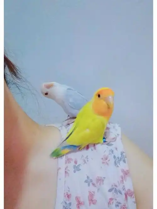 拍照的时候记得来个歪头杀