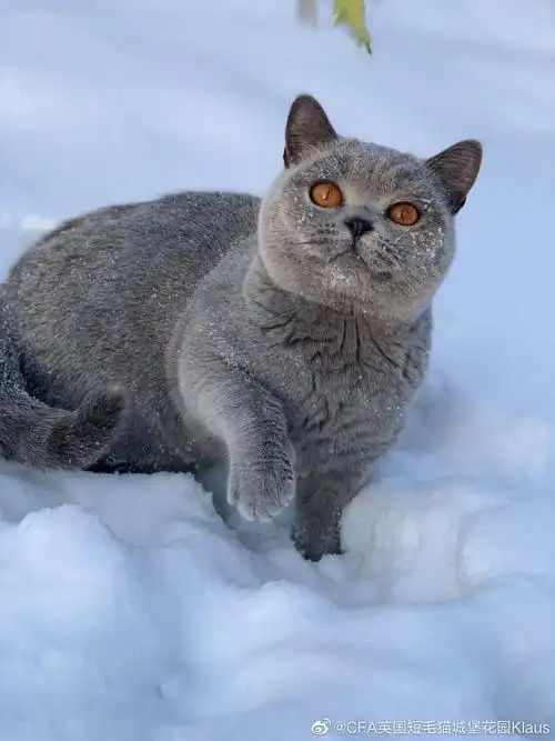 1,毛球阻塞肠道完全在室内生活的英国短毛猫可能会持续地脱毛.