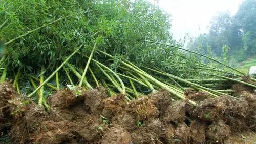可是在该乡甜竹村的雷竹林里,一株株雷竹却正翠绿欲滴