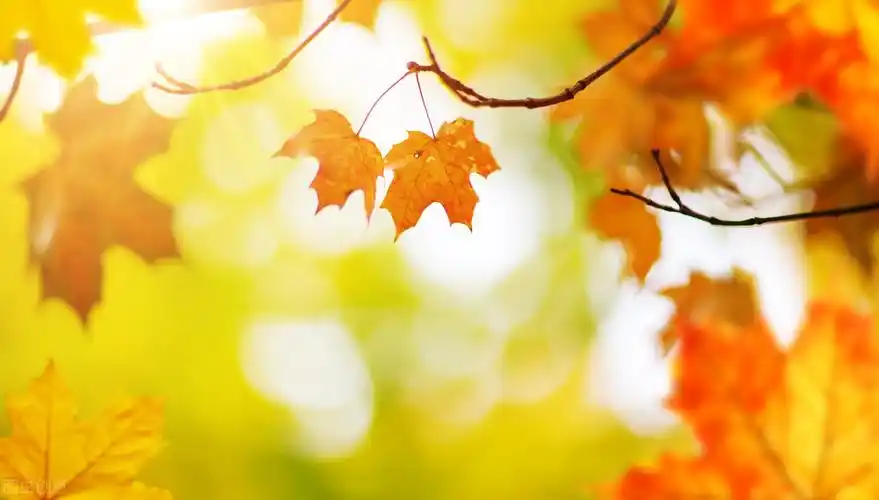 浪漫的秋天的唯美诗句(浪漫的秋天的唯美诗句李清照)