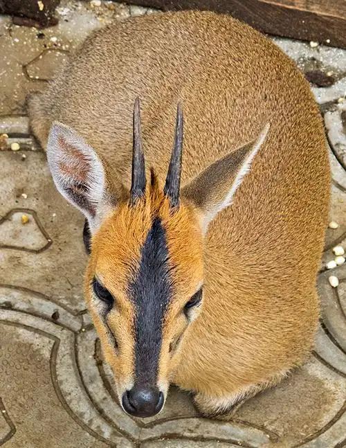 p>普通小羚羊(学名: i>sylvicapra grimmia /i>):是偶蹄目,牛科,普通