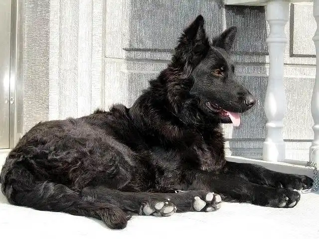 世界名犬欣赏(大型犬之三)