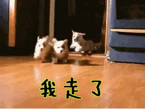 热点热门 萌宠表情 萌娃表情 斗图表情 锦鲤 土味语录 套路图 来自