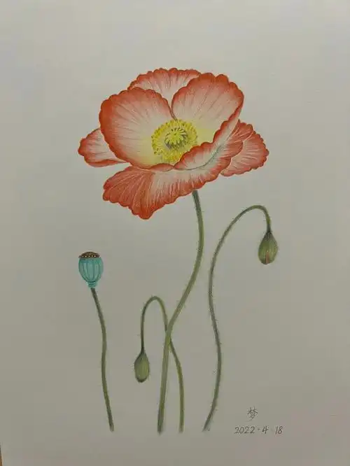 彩铅花卉虞美人附步骤图