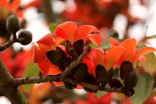 木棉花开了,春天来了