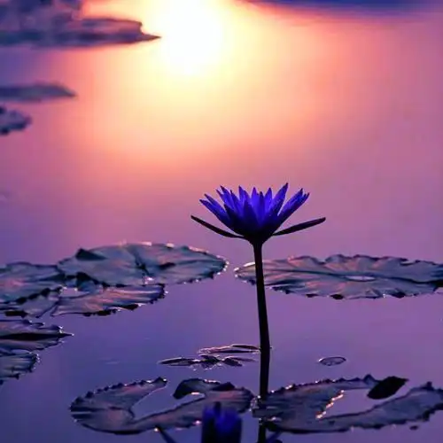 佛系图片头像禅意荷花 独一无二的佛系莲花图片微信头像_微信头像