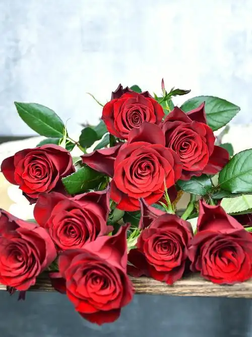 这高原红玫瑰养了近一月,get超常待机养护法