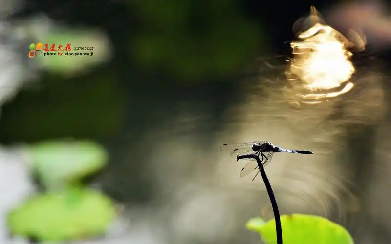 又见夏日荷花红 蜻蜓点水悠然谁的梦