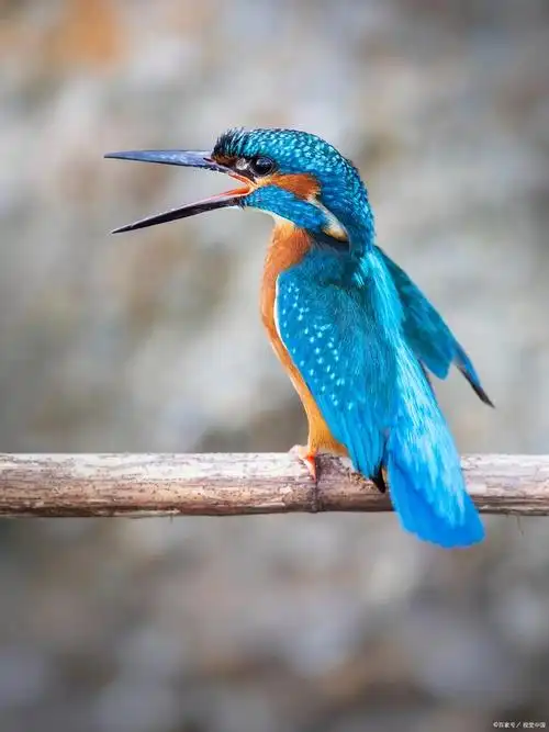 翠鸟生活习性是怎样的?