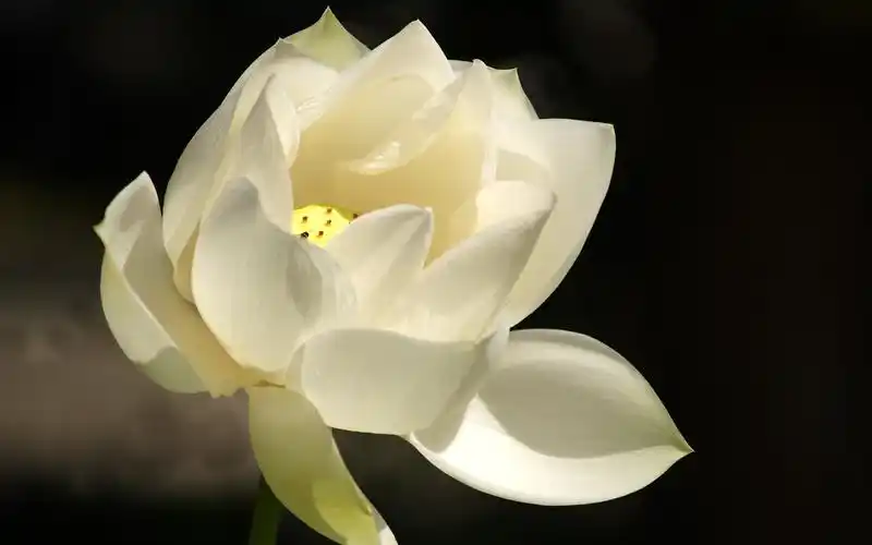 清新唯美白莲花摄影图片桌面壁纸