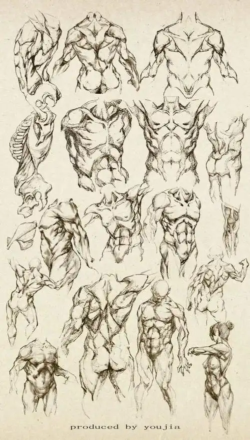 速写|肌肉|石膏_网易订阅