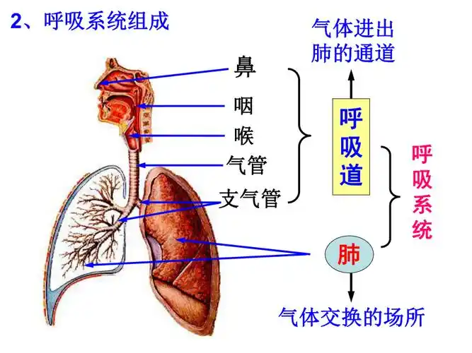2017新浙教版八年级科学下第3章第5节生物呼吸和呼吸作用第一课时