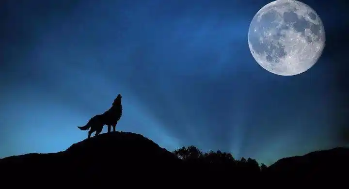 遇到狼的那一夜月光又冷又亮