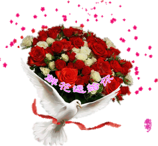 雨后小区的玫瑰花(蔷薇花)