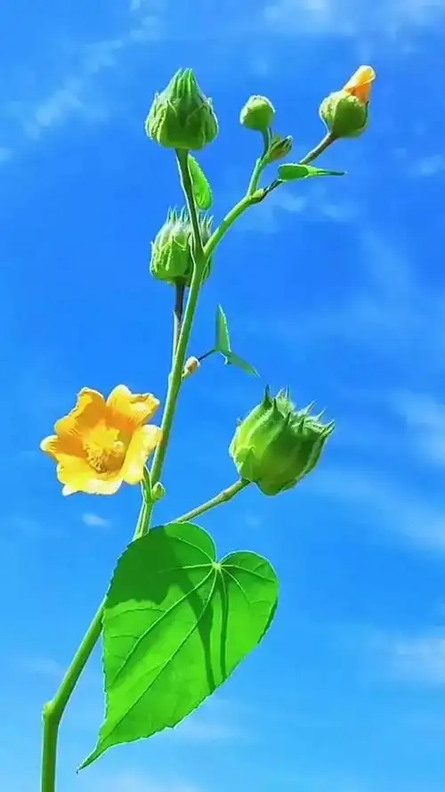 绿色壁纸保护视力,有绿色护眼系列的手机壁纸吗(绿色护眼壁纸美图)