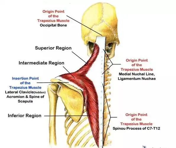 运动康复前锯肌的54功能