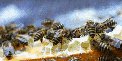 但是蜂巢蜜来之不易,一年下来,蜜蜂森林里成千上万趟飞行采集蜂蜜