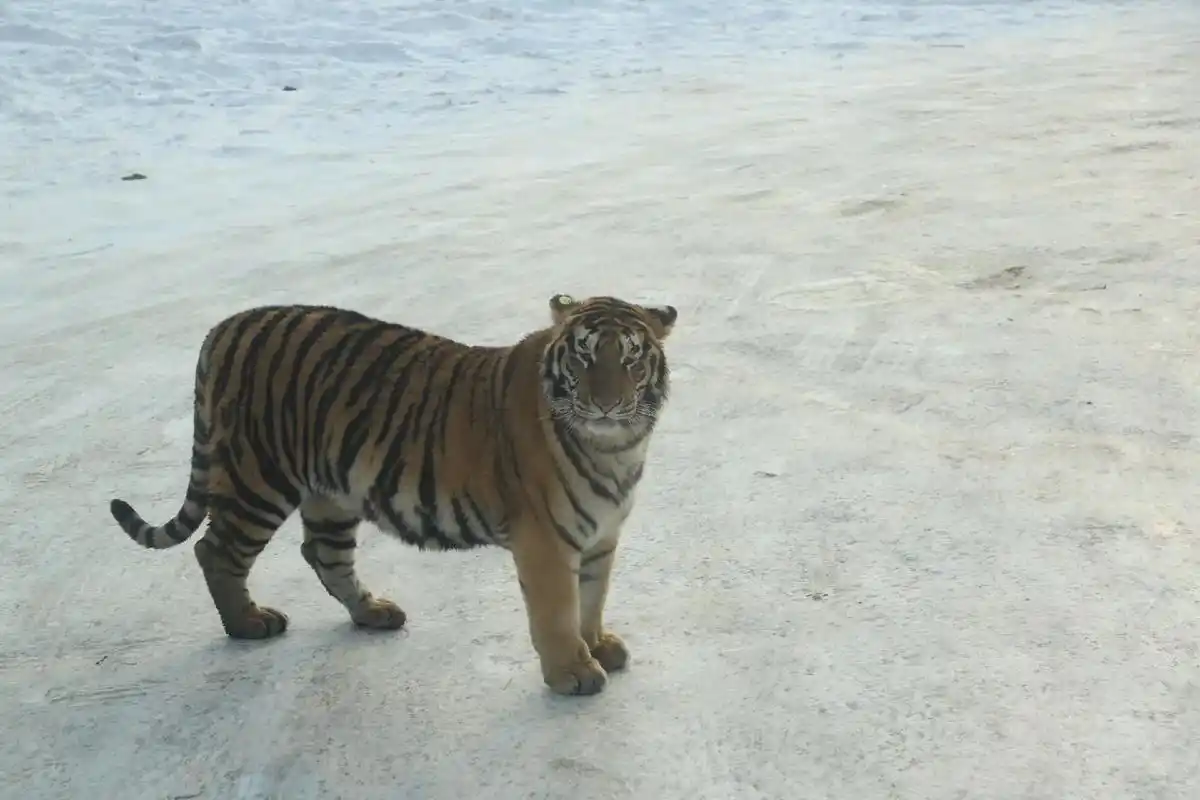 百兽之王老虎 #野生动物零距离 东北虎林园|哈尔滨冰雪研学 - 抖音