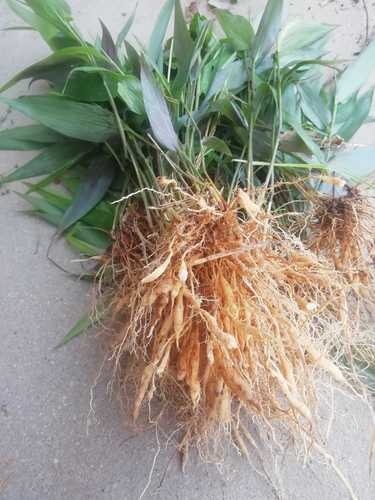 竹叶野生麦冬现采骨子山鸡500g包邮叶菜类