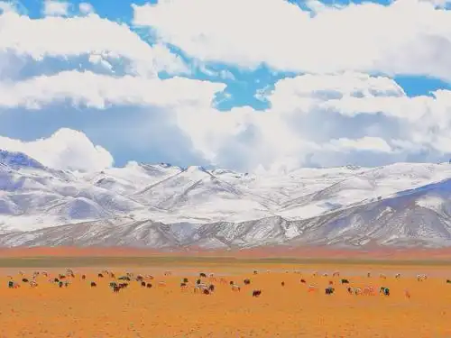 9.21--10.6(三)走在羌塘—一错再错—野生精灵