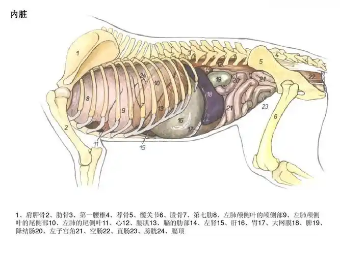 内脏 左侧观 1,肩胛骨2,肋骨3,第一腰椎4 ,荐骨5,髋关节6,股骨7,第七