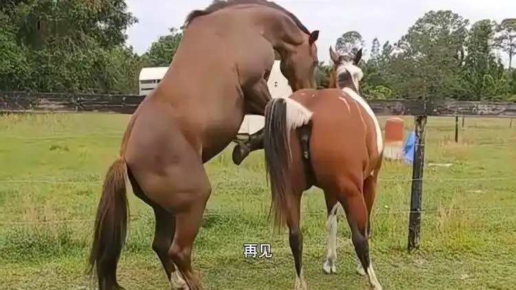 这才是爱情该有的样子公马积极主动母马千依百顺