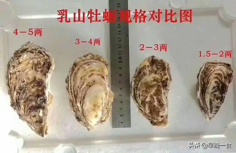 蚝怎么读牡蛎和生蚝一样吗