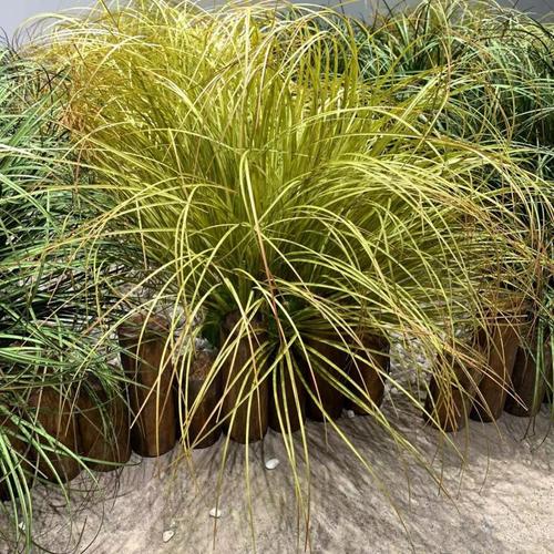 仿真蒲草装饰造景m金丝草地皮草细叶灌木草绿植假草垛草丛草堆弯