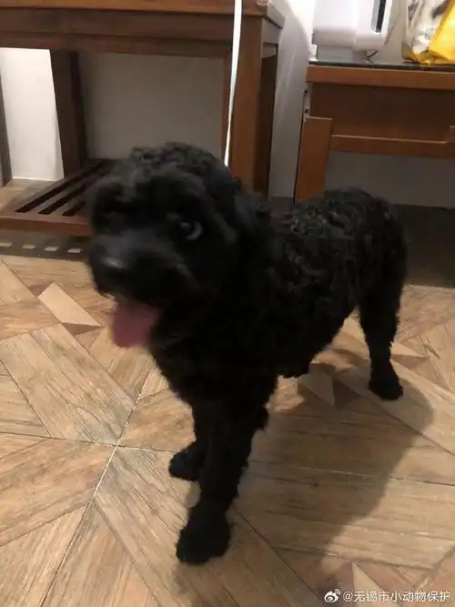 黑泰迪串串,小母狗,已绝育,很亲人,已经一岁多了,体型不会再大了,家里