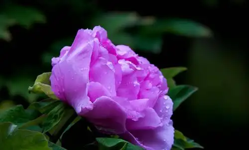 最美人间牡丹花