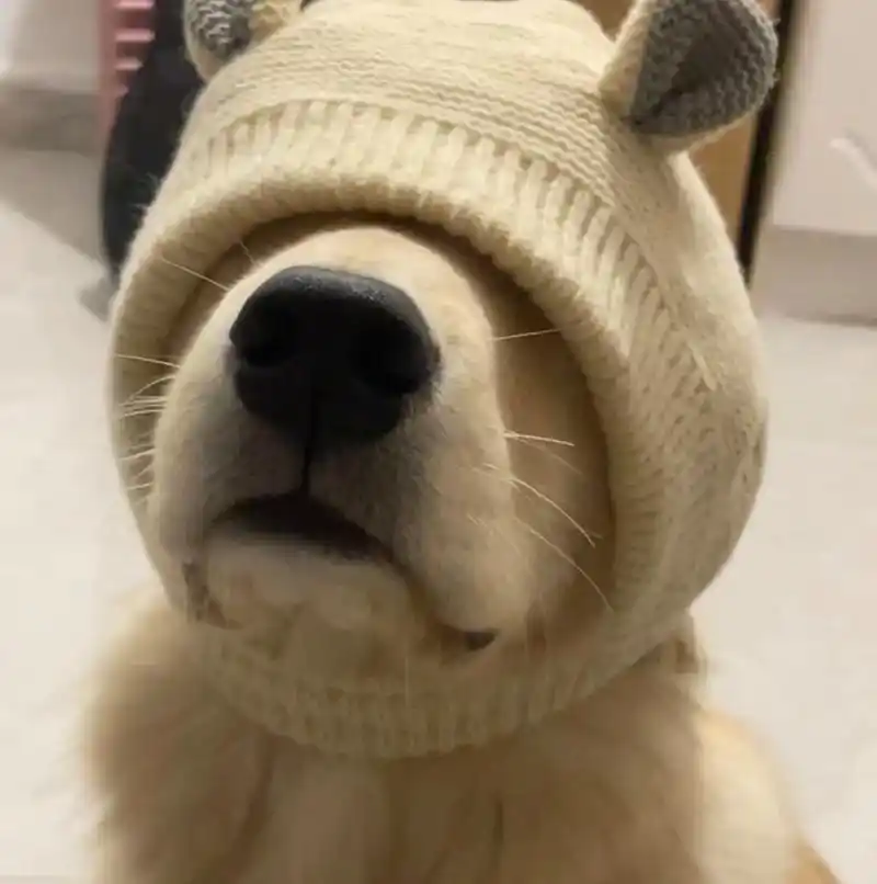 高街小狗#萌宠 #狗狗 #金毛 #狗狗头像 #笨蛋小狗 - 抖音