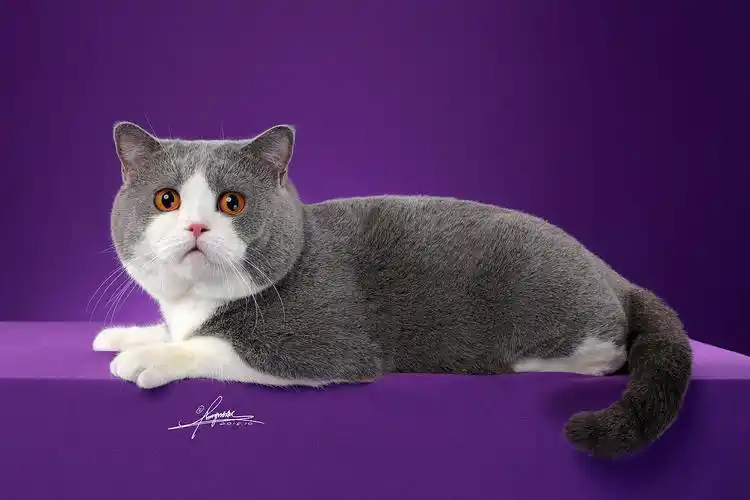 英国短毛猫