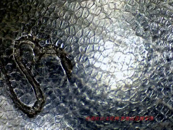 亚洲犀牛角 任南藏品