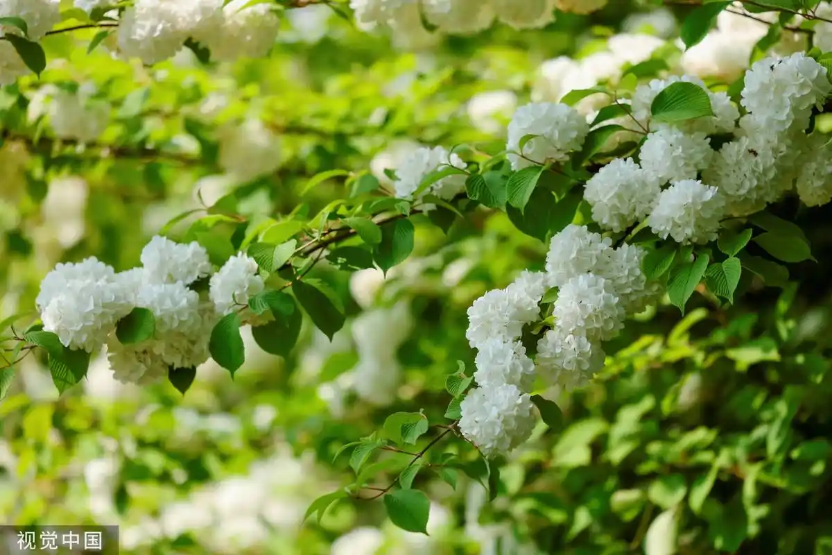 日照:奥林匹克水上运动公园木绣球花缀满枝头 吸引游客赏花打卡