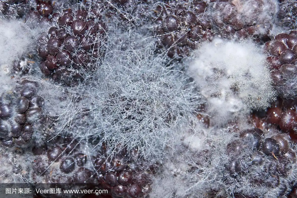 长卧黑莓上的霉菌-霉菌霉菌.