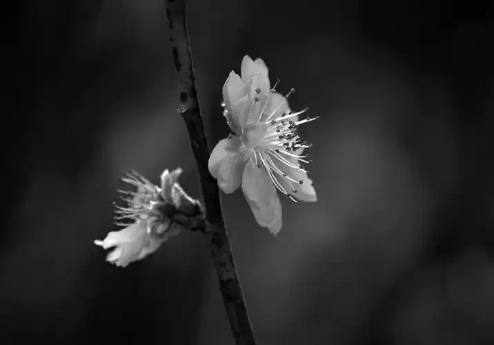 桃花 摄影 黑白写真