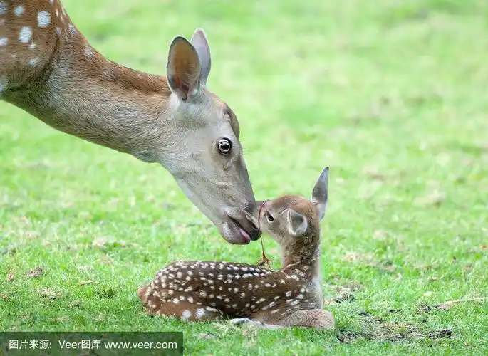 刚出生婴儿的母鹿