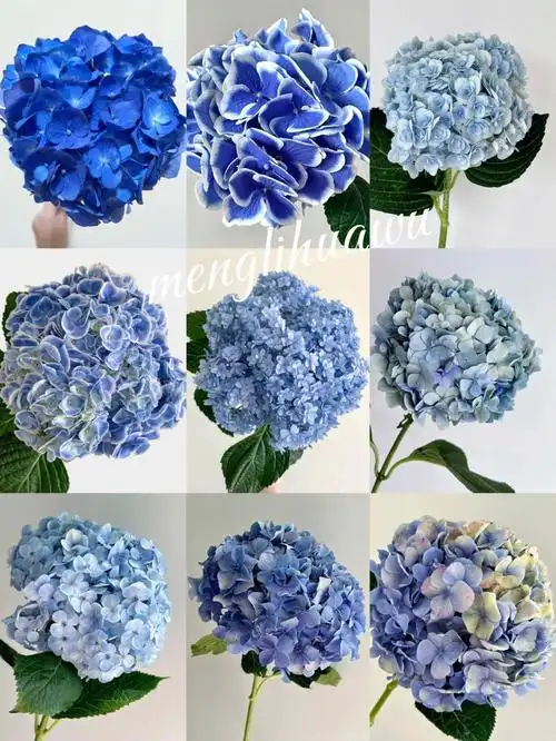 分享系列蓝色系绣球满满的治愈感