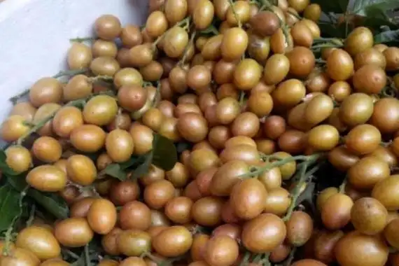 紫色黄皮果的品种有哪些?_360问答