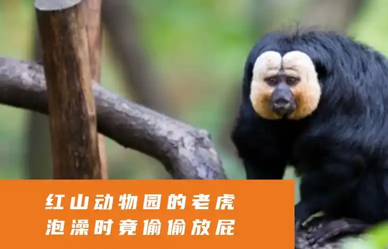 南京红山动物园,第一个取消动物表演,每一只动物都